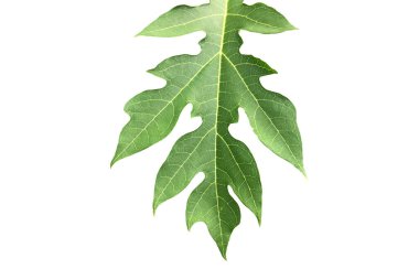 Kesme yolları olan çiğ ve taze papaya yaprağı..