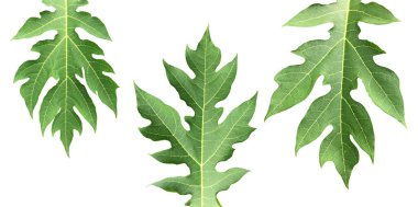 Kesme yolları olan çiğ ve taze papaya yaprağı..