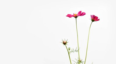 Beyaz arka planda izole pembe kozmos çiçeği.