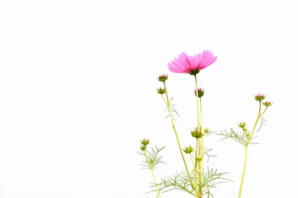 Isolated Pink Cosmos Flower White Background — Stockfoto