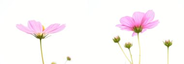 Beyaz arka planda izole pembe kozmos çiçeği.