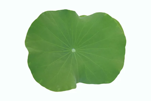 Isolated Waterlily Lotus Leaf Clipping Paths — Fotografia de Stock