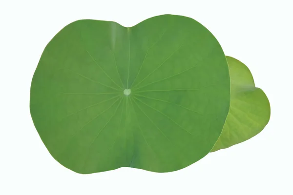 Geïsoleerde Waterlelie Lotusblad Met Knippaden — Stockfoto