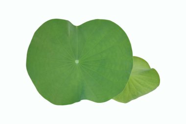 Kesme yolları olan ıssız nilüfer yaprağı veya nilüfer yaprağı.