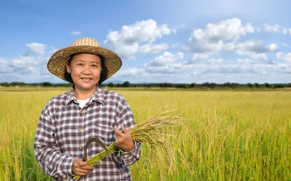 Portret Van Aziatische Oudere Vrouw Houdt Sikkel Oren Van Rijst — Stockfoto