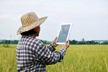 Asyalı yaşlı çiftçinin portresi. Akıllı telefon tutuyor ve pirinç tarlasının ortasındaki diğer insanlarla bağlantı kurmak için kullanıyor. Sıradan insanların günlük yaşamındaki akıllı aletler..