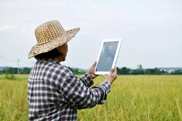 Portrait of asian senior elderly farmer who is holding smart phone and using it to connect to other people in the middle of rice field, smart devices in daily life of all general people concept.