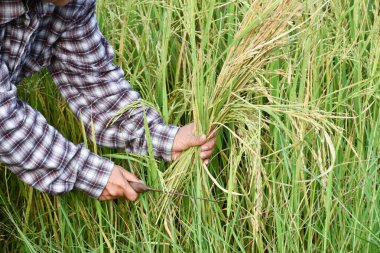 Asyalı yaşlı kadın çiftçinin portresi orak tutuyor, orta pirinç tarlasında oturuyor ve hasat ediyor, yumuşak ve seçici bir odak noktası var..