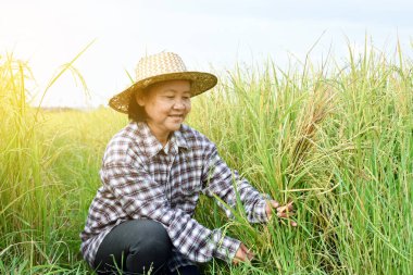 Asyalı yaşlı kadın çiftçinin portresi orak tutuyor, orta pirinç tarlasında oturuyor ve hasat ediyor, yumuşak ve seçici bir odak noktası var..
