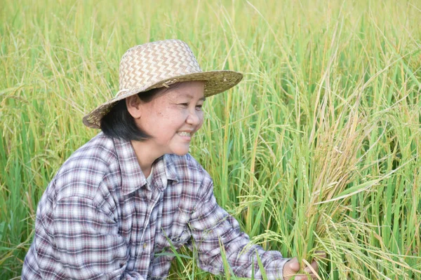 Portret Van Aziatische Oudere Senior Vrouwelijke Boer Houdt Sikkel Zit — Stockfoto