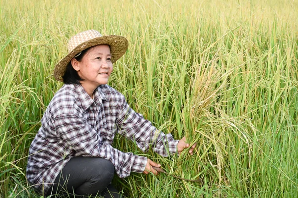 Portret Van Aziatische Oudere Senior Vrouwelijke Boer Houdt Sikkel Zit — Stockfoto