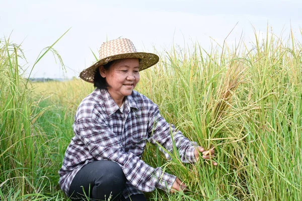 Portret Van Aziatische Oudere Senior Vrouwelijke Boer Houdt Sikkel Zit — Stockfoto