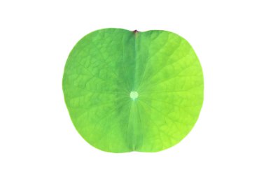 Kesme yolları olan su nilüferleri ya da nilüfer bitkileri..