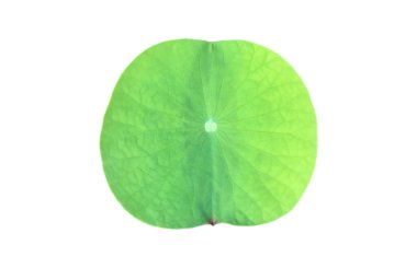 Kesme yolları olan su nilüferleri ya da nilüfer bitkileri..