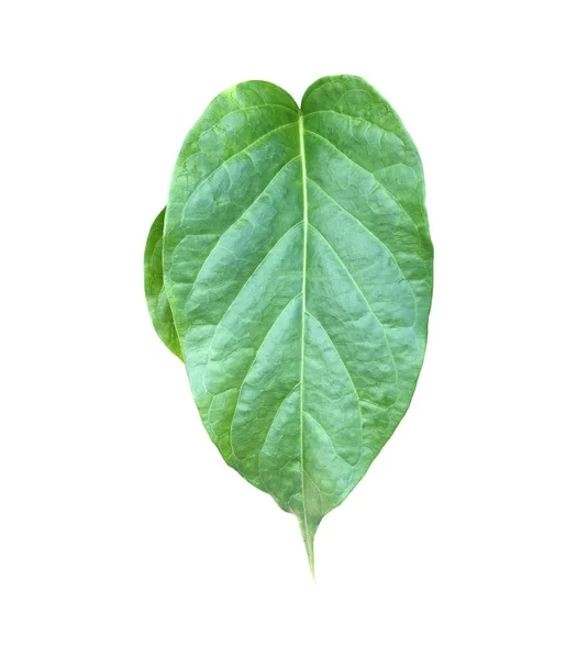 Isolated Gurmar Leaf Gymnema Inodorum Dencne Leaf Clipping Paths — Stock Photo, Image