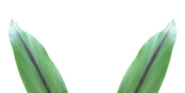 İzole edilmiş zerdeçal ve kesme yolları olan yasaklı aeruginosa yaprağı.