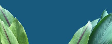 İzole edilmiş zerdeçal ve kesme yolları olan yasaklı aeruginosa yaprağı.