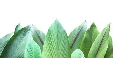 İzole edilmiş zerdeçal ve kesme yolları olan yasaklı aeruginosa yaprağı.