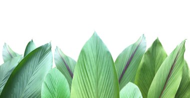 İzole edilmiş zerdeçal ve kesme yolları olan yasaklı aeruginosa yaprağı.