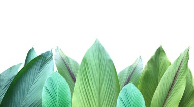 İzole edilmiş zerdeçal ve kesme yolları olan yasaklı aeruginosa yaprağı.