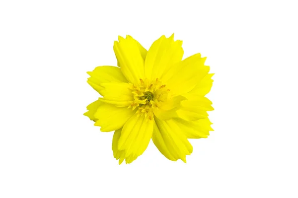 Ізольована Жовта Квітка Космосу Відсічними Контурами — стокове фото