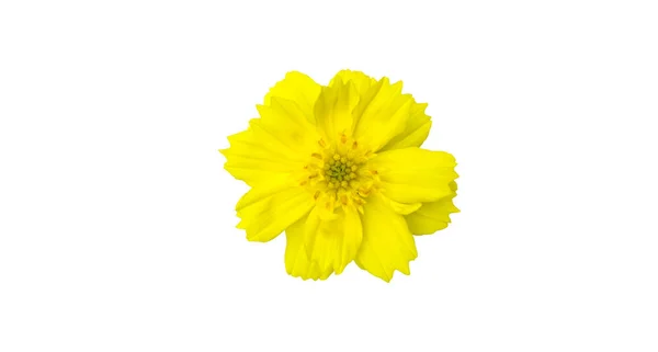 Fleur Isolée Cosmos Jaune Avec Des Chemins Coupe — Photo