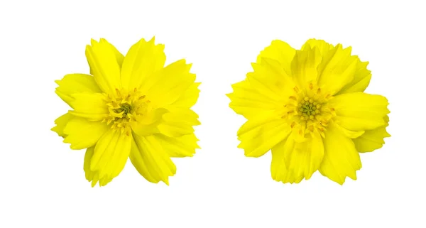 Fleur Isolée Cosmos Jaune Avec Des Chemins Coupe — Photo