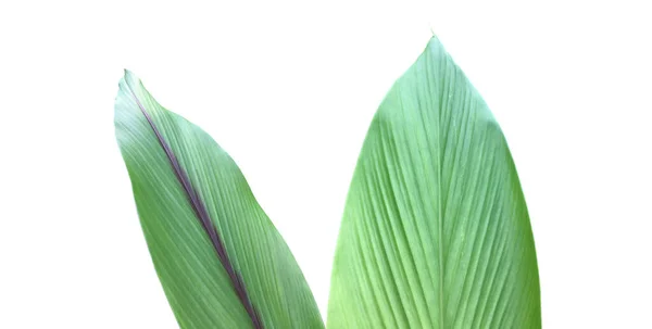 Hoja Aislada Cúrcuma Curcuma Aeruginosa Con Recorte — Foto de Stock