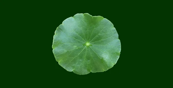 Gotu Kola Isolado Pennywort Asiático Centella Asiatica Folha Ayurveda Com — Fotografia de Stock