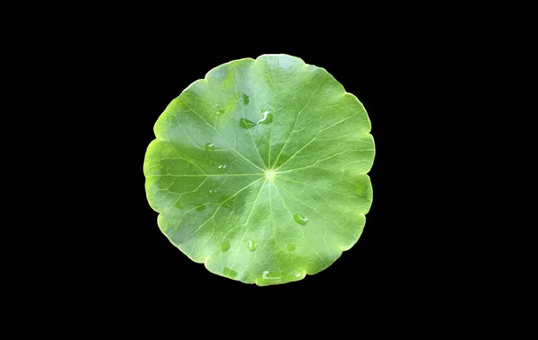 Isolierte Gotu Kola Asiatisches Fenchelkraut Centella Asiatica Ayurveda Blatt Mit — Stockfoto