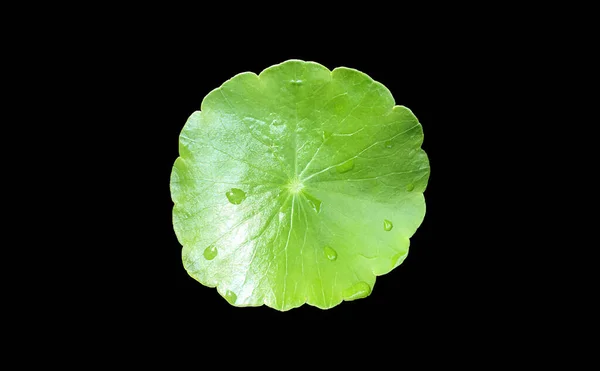 Aislado Gotu Kola Pennywort Asiática Centella Asiatica Hoja Ayurveda Con —  Fotos de Stock