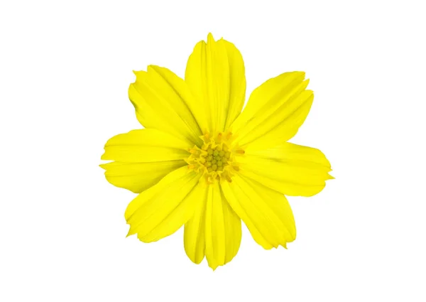 Isolated Cosmos Flower Clipping Paths — Stock Photo, Image