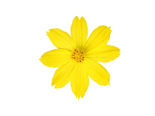 Isolated Cosmos Flower Clipping Paths — Stock Photo, Image