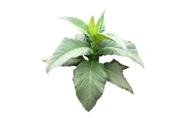 Kırpma yolları olan izole tütün bitkisi.