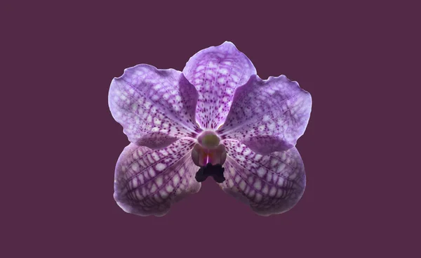 Geïsoleerde Violette Vanda Orchidee Met Knippaden — Stockfoto