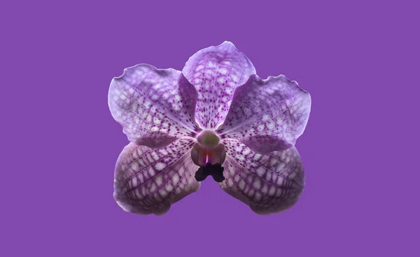 Isolated Violet Vanda Orchid Clipping Paths — Stock Photo, Image
