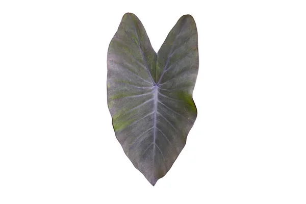Isolated Colocasis Leaf Black Magic Elephant Ear Plant Clipping Paths — Stock Photo, Image