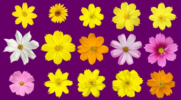 Isolated Pink Purple Yellow Red White Violet Cosmos Flower Clipping — 스톡 사진