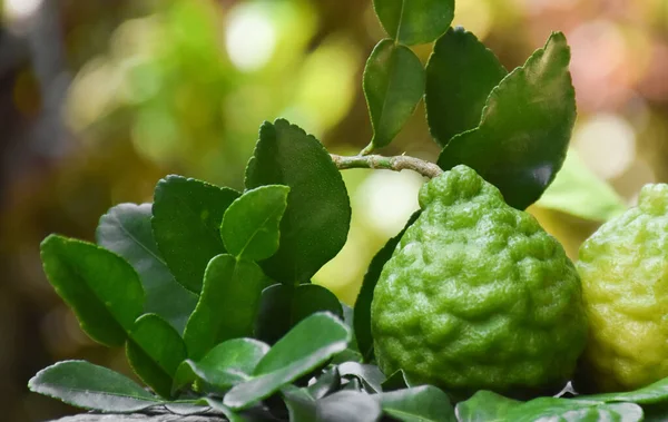 Kaffir Lime Citrus Hystrixfruits Leaves Wooden Table Natural Blurred Background — Stock Photo, Image