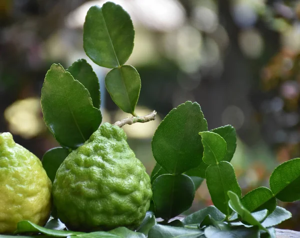 Kaffir Lime Citrus Hystrixfruits Leaves Wooden Table Natural Blurred Background — Stock Photo, Image