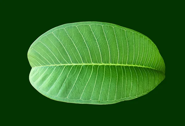 Feuille Verte Fraîche Isolée Plumeria Avec Des Chemins Coupe — Photo