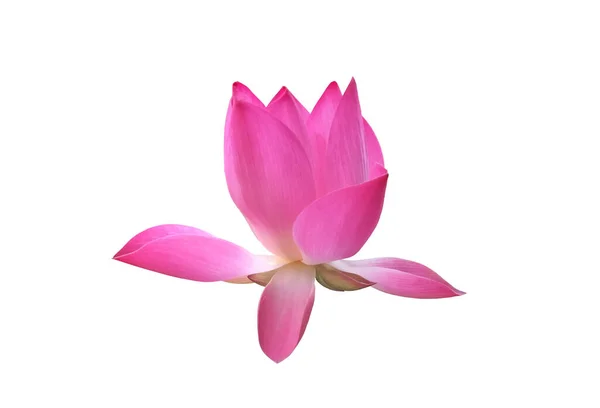 Isolated Pink Waterlily Lotus Flower Clipping Paths — Stock Photo, Image