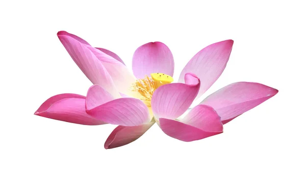 Isolated Pink Waterlily Lotus Flower Clipping Paths — Stock Photo, Image