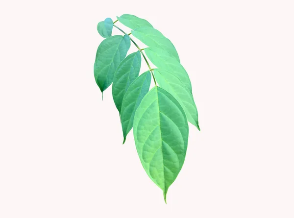 Isolated Broken Bones Leaf Damocles Leaf Indian Trumpet Leaf Clipping — Stock Fotó