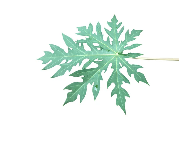Isolated papaya leaf with clipping paths.