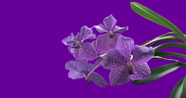 Vereinzelte Lila Vanda Orchideenblume Mit Schnittpfaden — Stockfoto