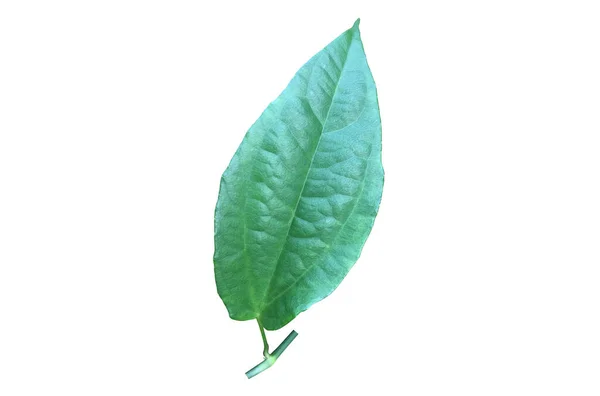 Isolated Thunbergia Laurifolia Leaf Clipping Paths — kuvapankkivalokuva