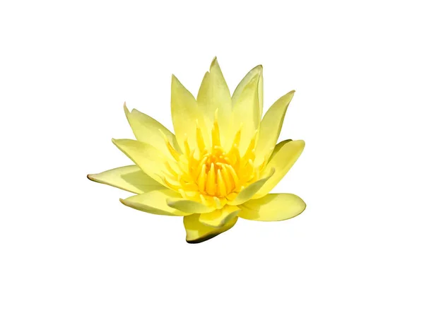 Isolated Yellow Waterlily Lotus Flower Clipping Paths — Fotografia de Stock