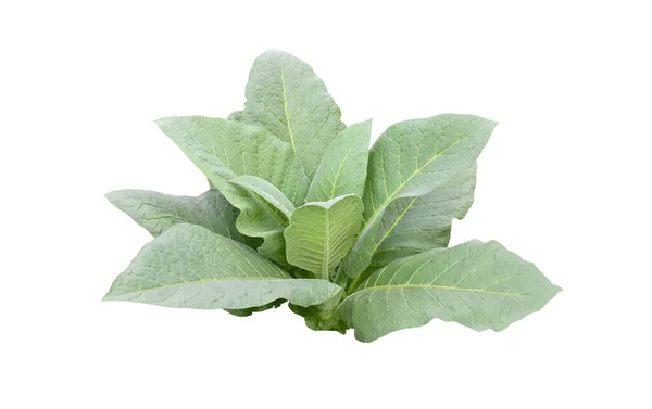 Isolated Tobacco Plant Clipping Paths — Stock Photo, Image