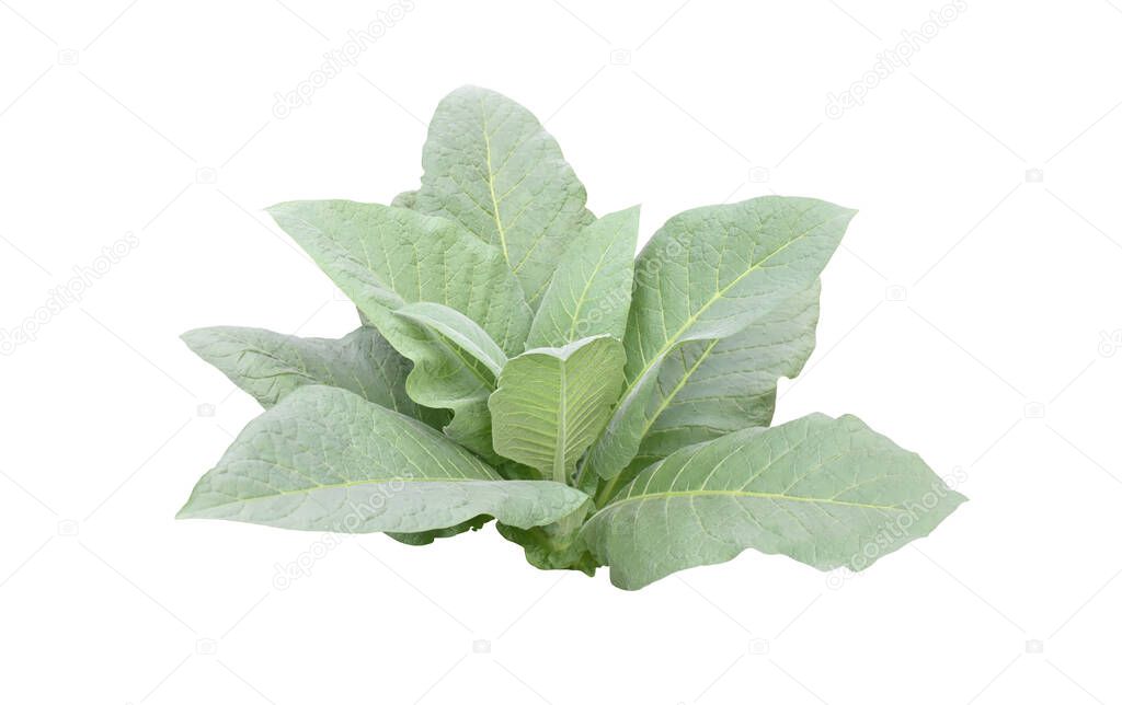 Isolated tobacco plant with clipping paths.